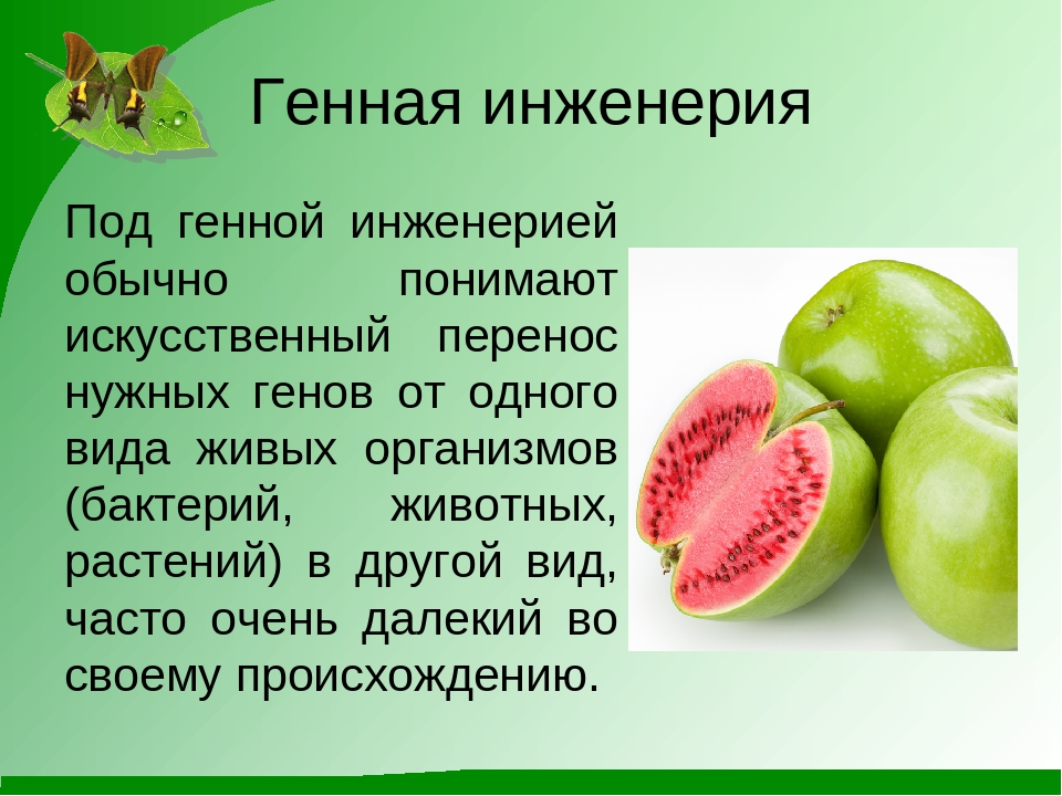 Генофонд и селекция. Генная инженерия. Генная инженерия в селекции. Методы селекции генная инженерия. Генная инженерия в селекции растений.